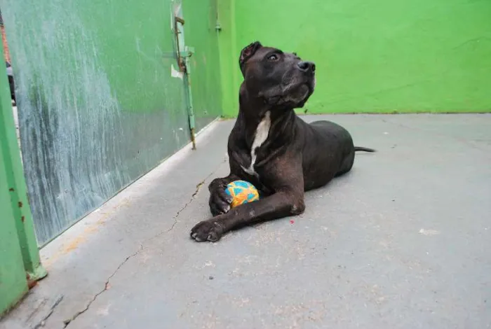 Cachorro ra a Pit-Bull idade 4 anos nome Chacal