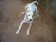 Branquinha