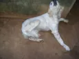 Branquinha