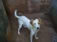 Branquinha