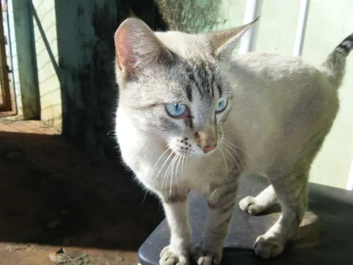 Gato ra a SRD idade 1 ano nome Curumim