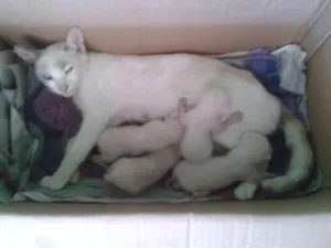 Gato raça  idade  nome Branquinha
