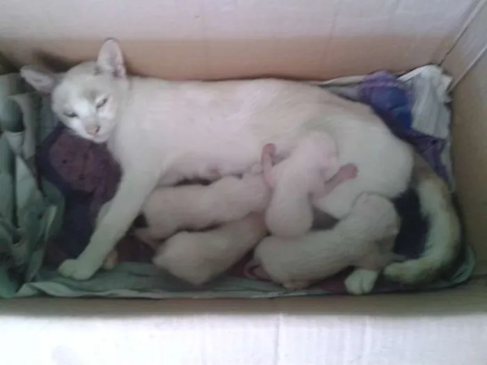 Gato ra a  idade  nome Branquinha