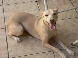 Cachorro raça vira lata idade 7 a 11 meses nome mel
