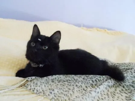 Gato ra a SRD idade 2 a 6 meses nome Lolita