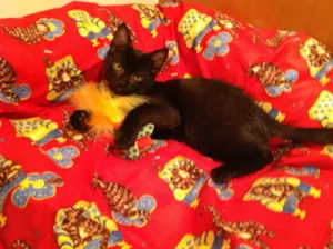 Gato raça SRD idade 2 a 6 meses nome Derek