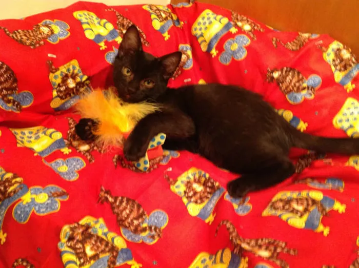 Gato ra a SRD idade 2 a 6 meses nome Derek