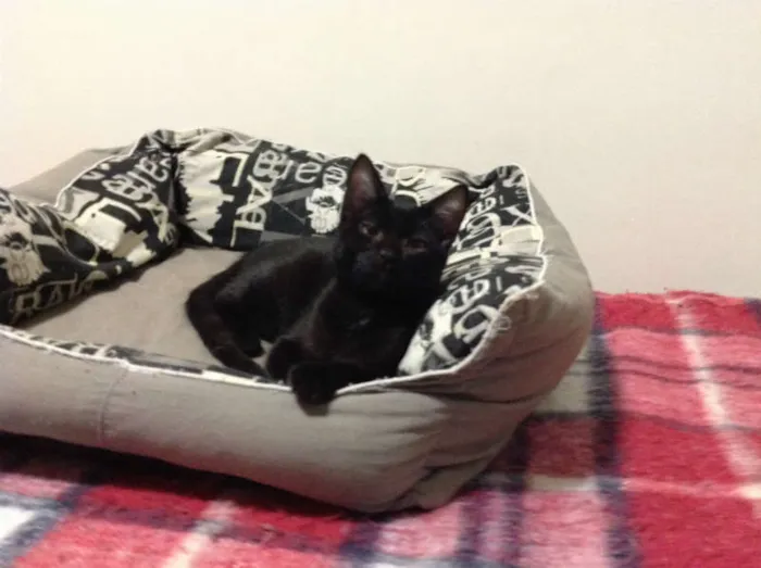 Gato ra a SRD idade 2 a 6 meses nome Derek
