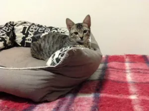 Gato raça SRD idade 2 a 6 meses nome Olivia