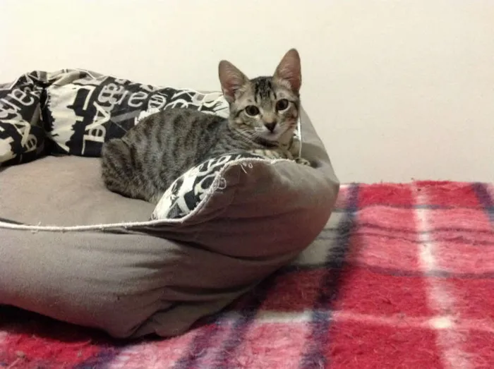 Gato ra a SRD idade 2 a 6 meses nome Olivia