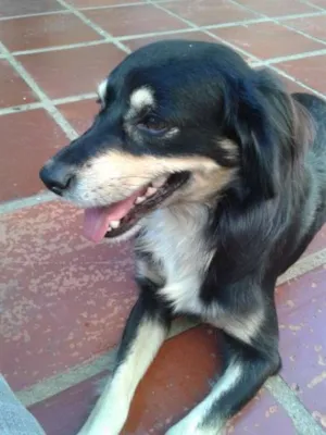 Cachorro raça Vira-lata idade 2 anos nome Tobby