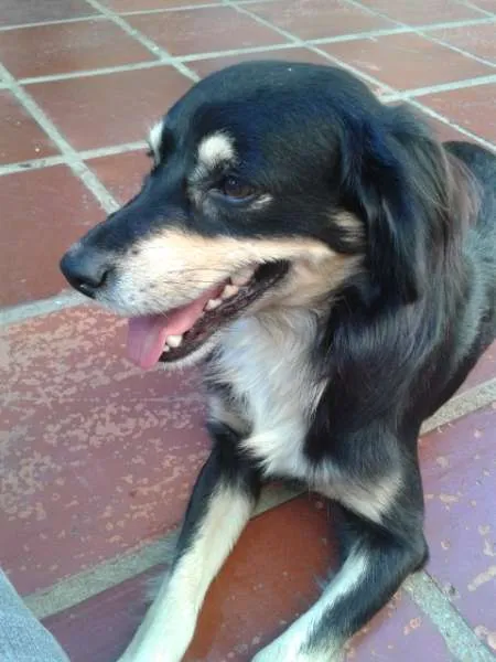 Cachorro ra a Vira-lata idade 2 anos nome Tobby