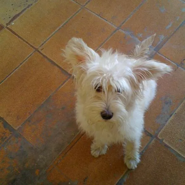 Cachorro ra a Vira lata idade 2 a 6 meses nome Chuvisco