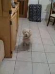 Chuvisco