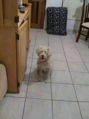 Cachorro raça Vira lata idade 2 a 6 meses nome Chuvisco