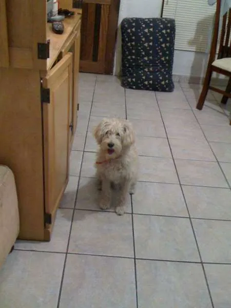 Cachorro ra a Vira lata idade 2 a 6 meses nome Chuvisco