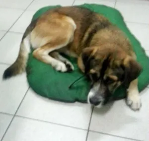 Cachorro raça SRD idade 4 anos nome Oz