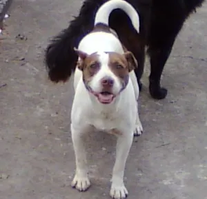 Cachorro raça Pit-Bull idade 2 anos nome Menina