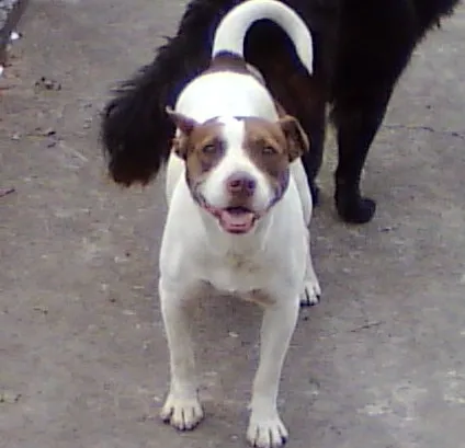 Cachorro ra a Pit-Bull idade 2 anos nome Menina