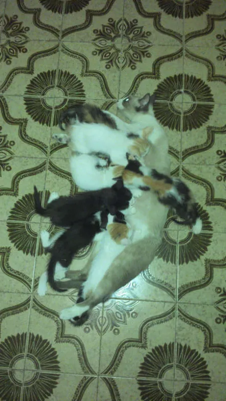 Gato raça SRD idade Abaixo de 2 meses nome Gatinhos