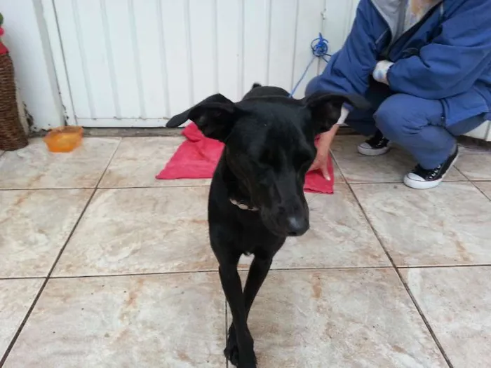 Cachorro ra a  idade 7 a 11 meses nome Preta