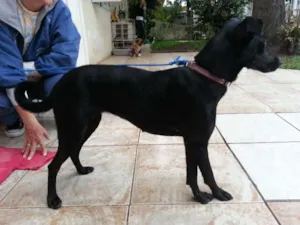 Cachorro raça  idade 7 a 11 meses nome Preta