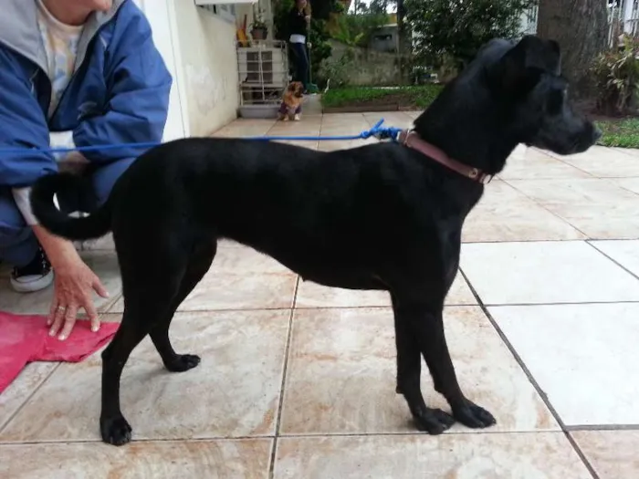 Cachorro ra a  idade 7 a 11 meses nome Preta