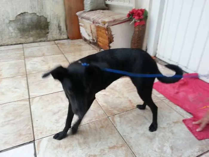Cachorro ra a  idade 7 a 11 meses nome Preta