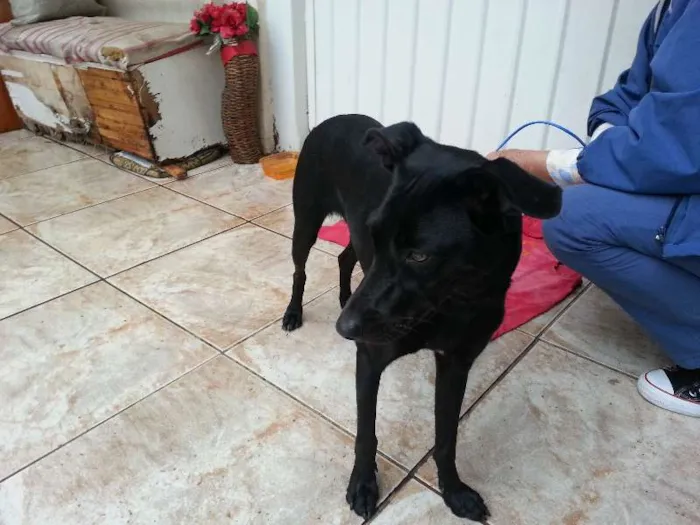 Cachorro ra a  idade 7 a 11 meses nome Preta