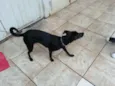 Preta