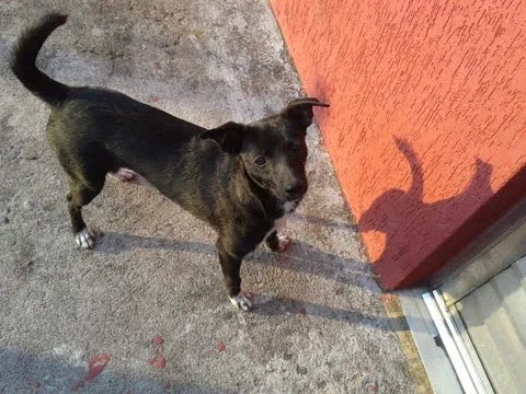 Cachorro ra a SRD idade 2 a 6 meses nome Café