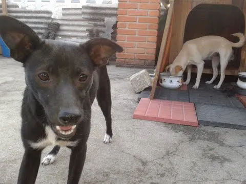 Cachorro ra a SRD idade 2 a 6 meses nome Café