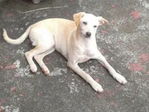 Cachorro raça SRD idade 2 a 6 meses nome Tequila