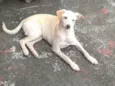 Tequila
