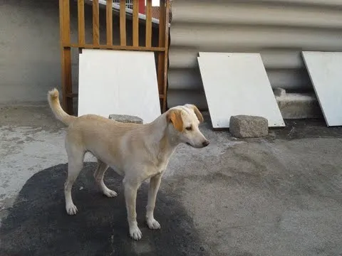 Cachorro ra a SRD idade 2 a 6 meses nome Tequila