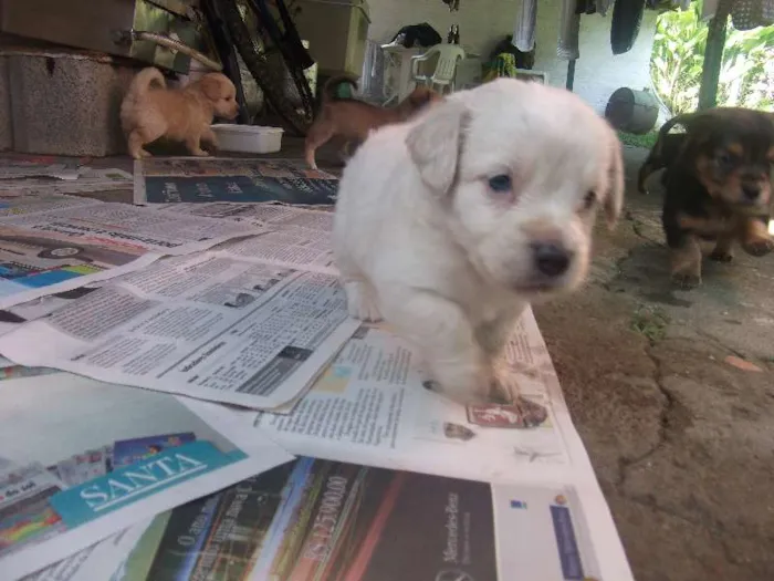 Cachorro ra a sem raça idade Abaixo de 2 meses nome varios