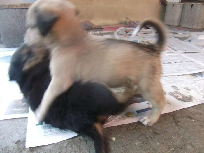 Cachorro ra a sem raça idade Abaixo de 2 meses nome varios