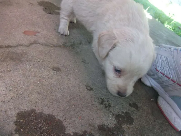 Cachorro ra a sem raça idade Abaixo de 2 meses nome varios