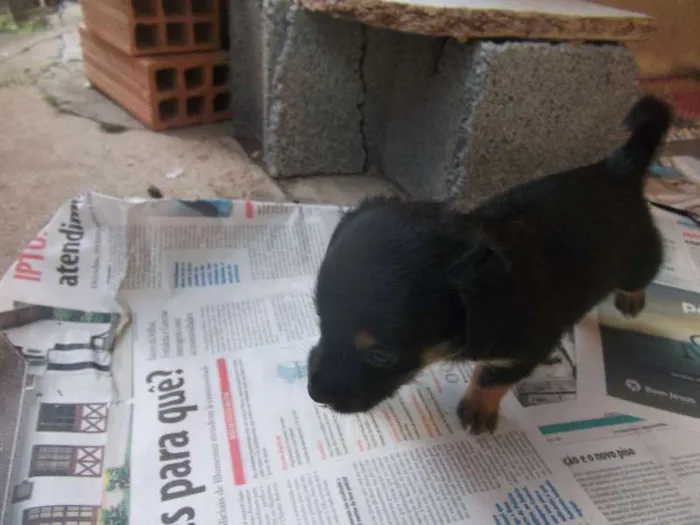 Cachorro ra a sem raça idade Abaixo de 2 meses nome varios