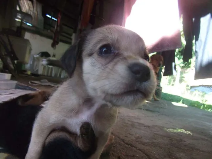 Cachorro ra a sem raça idade Abaixo de 2 meses nome varios