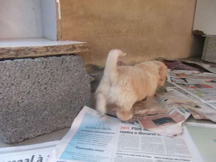 Cachorro ra a sem raça idade Abaixo de 2 meses nome varios