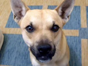 Cachorro raça SRD idade 5 anos nome Toddynho