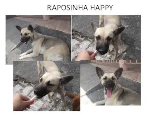 Cachorro raça SRD idade 2 a 6 meses nome Happy Raposinha