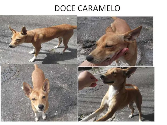 Cachorro ra a SRD idade 2 a 6 meses nome Doce Caramelo