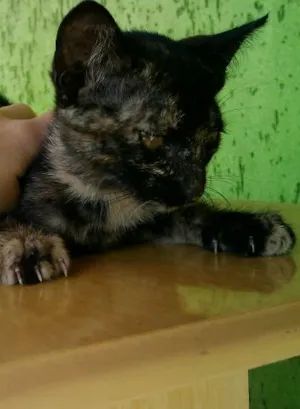 Gato raça Não se sabe idade Abaixo de 2 meses nome Miau