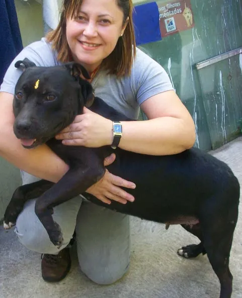 Cachorro ra a AMERICAN STANFORD PITTBULL idade 4 anos nome NINA