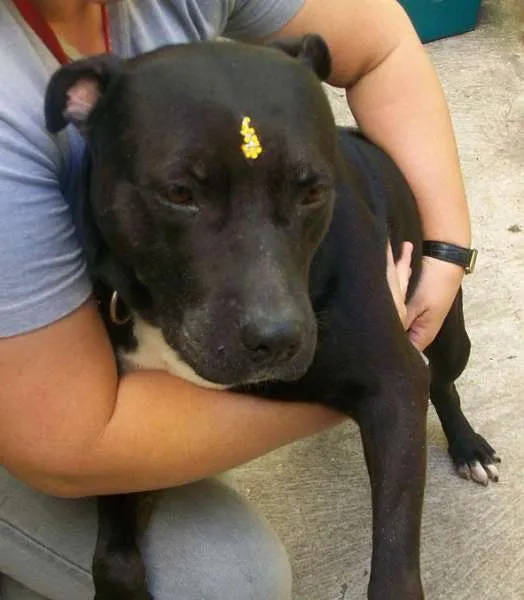 Cachorro ra a AMERICAN STANFORD PITTBULL idade 4 anos nome NINA