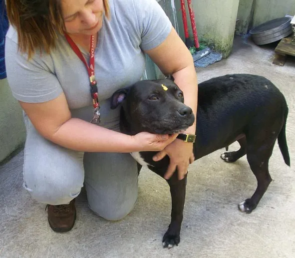 Cachorro ra a AMERICAN STANFORD PITTBULL idade 4 anos nome NINA