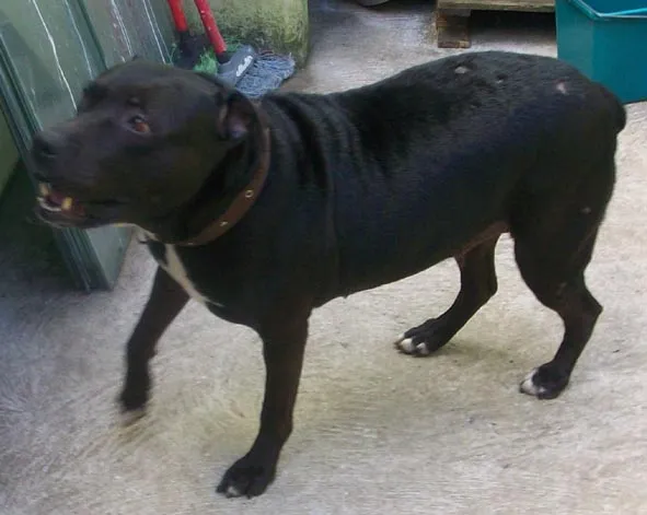 Cachorro ra a AMERICAN STANFORD PITTBULL idade 4 anos nome NINA