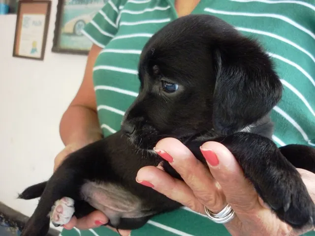 Cachorro ra a SRD idade 2 a 6 meses nome DUDU